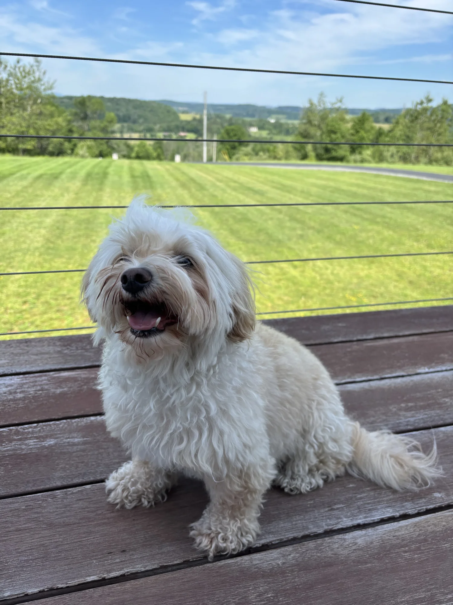 Dog